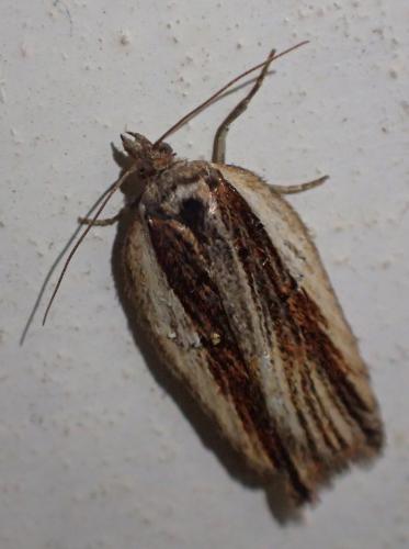 Acleris hastiana
